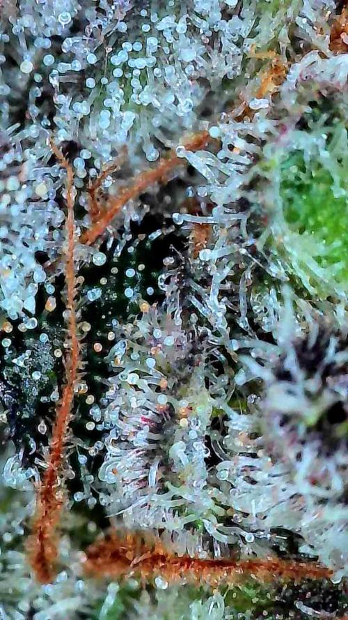 Growing Granddaddy Purple. Week 14