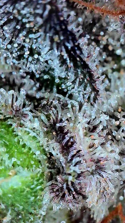 Growing Granddaddy Purple. Week 14