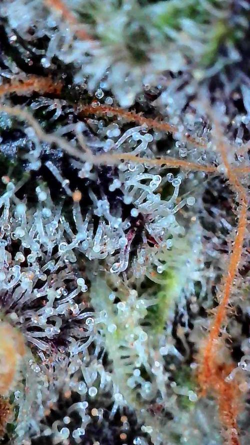 Growing Granddaddy Purple. Week 14