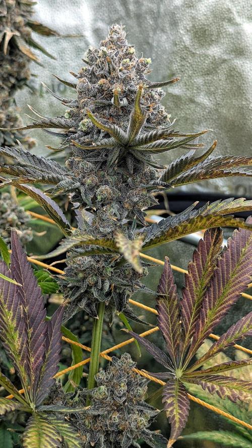 Growing Granddaddy Purple. Week 14