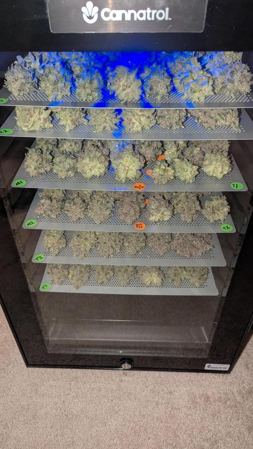 Growing Granddaddy Purple. Week 14