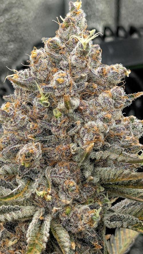 Growing Granddaddy Purple. Week 14