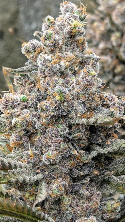 Growing Granddaddy Purple. Week 14