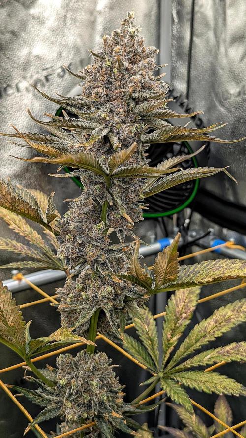 Growing Granddaddy Purple. Week 14