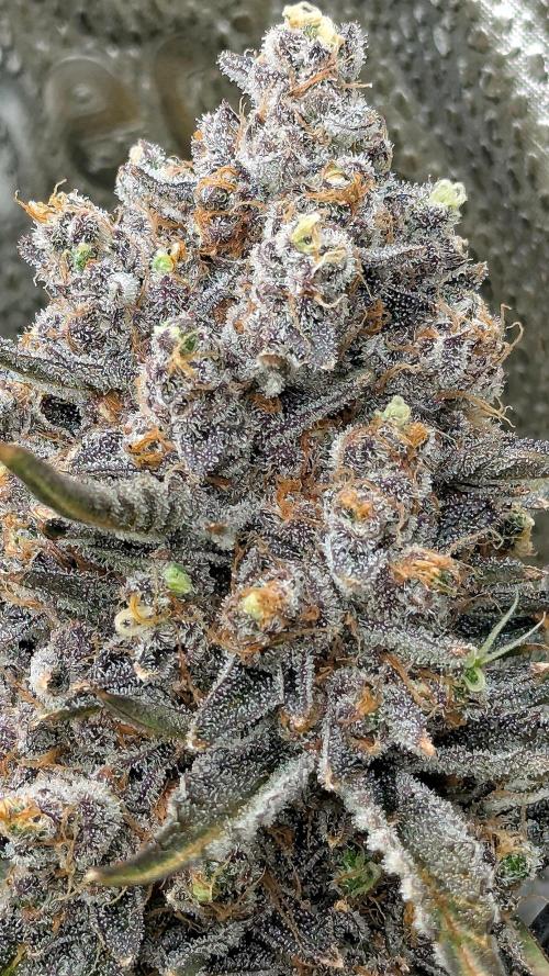Growing Granddaddy Purple. Week 14