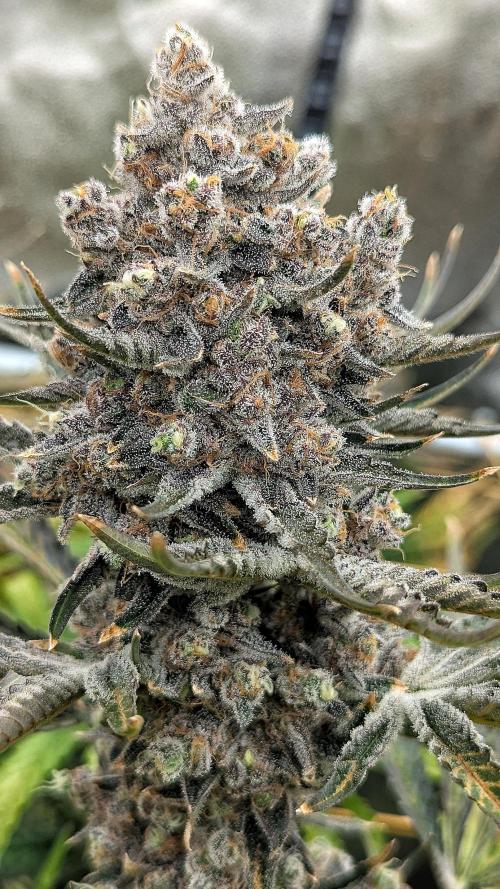Growing Granddaddy Purple. Week 14