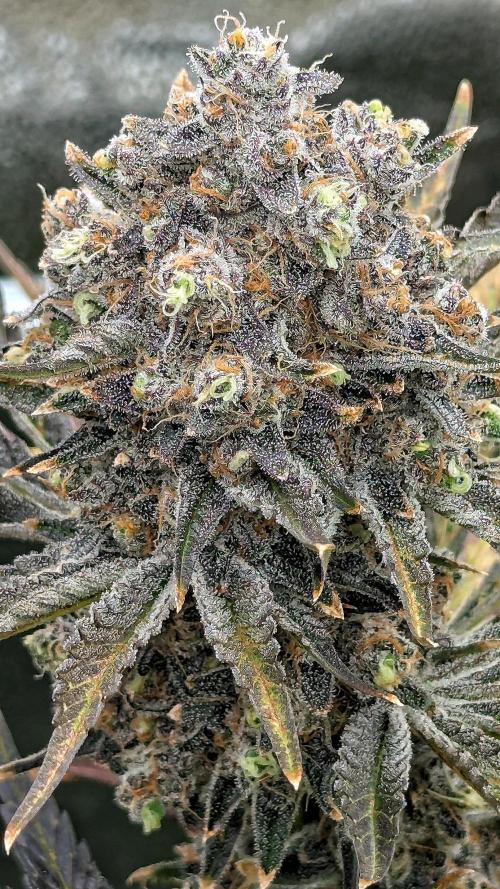 Growing Granddaddy Purple. Week 14
