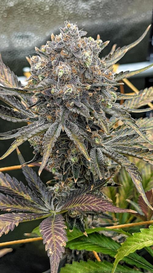 Growing Granddaddy Purple. Week 14