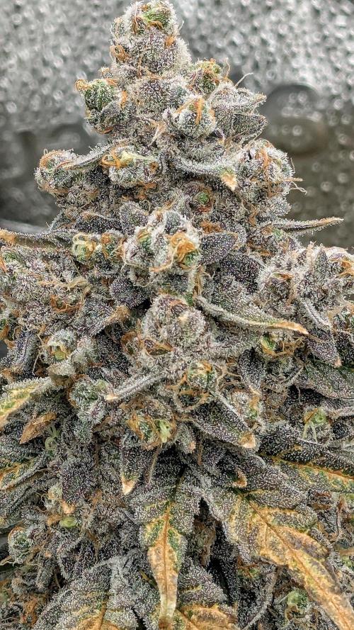 Growing Granddaddy Purple. Week 14