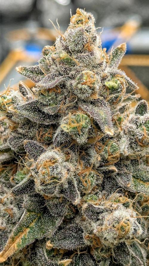 Growing Granddaddy Purple. Week 14