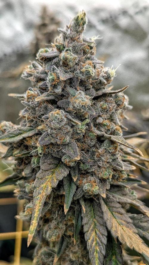 Growing Granddaddy Purple. Week 14