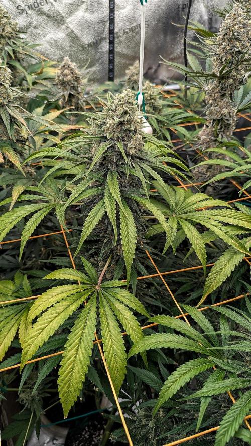 Growing God's Gift. Week 11 - God's Gift #1 (Kush-leaning)