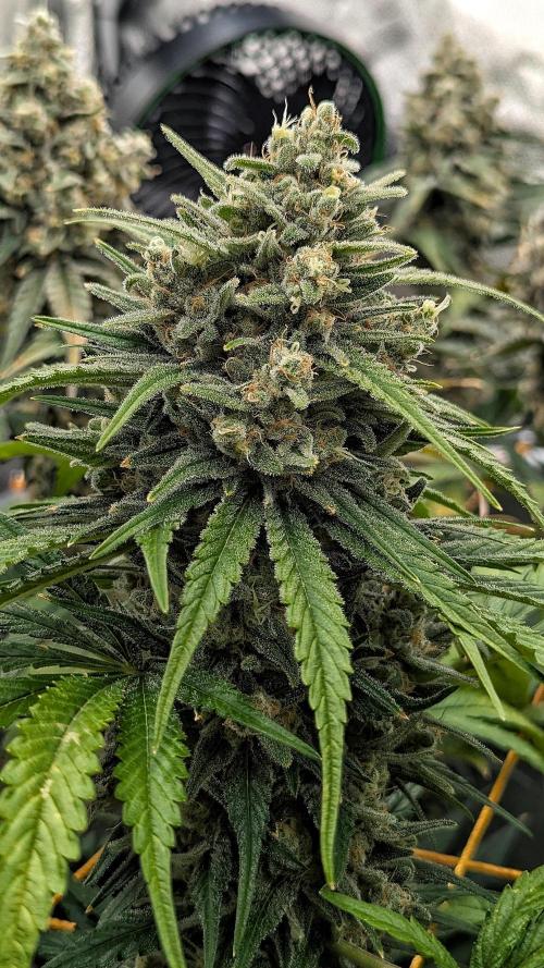 Growing God's Gift. Week 11 - God's Gift #1 (Kush-leaning)