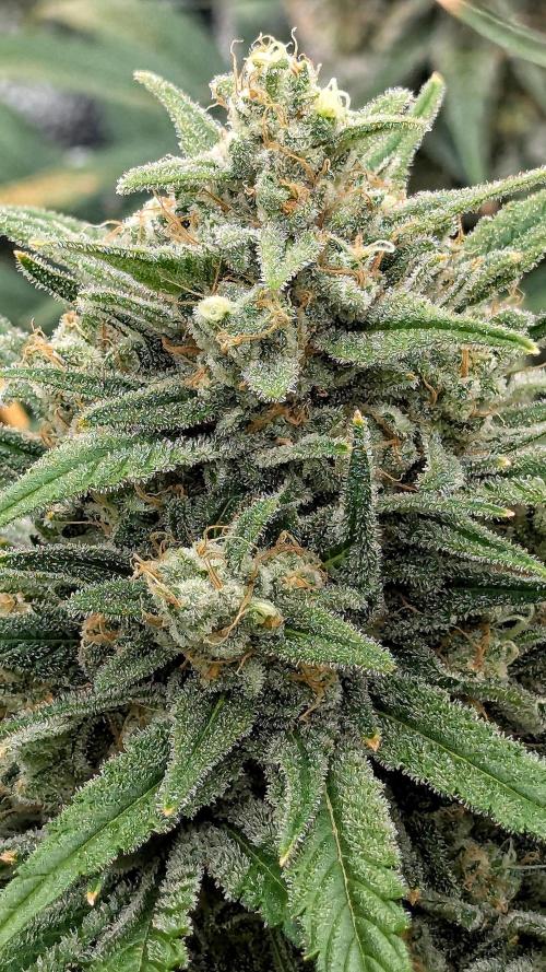 Growing God's Gift. Week 11 - God's Gift #1 (Kush-leaning)