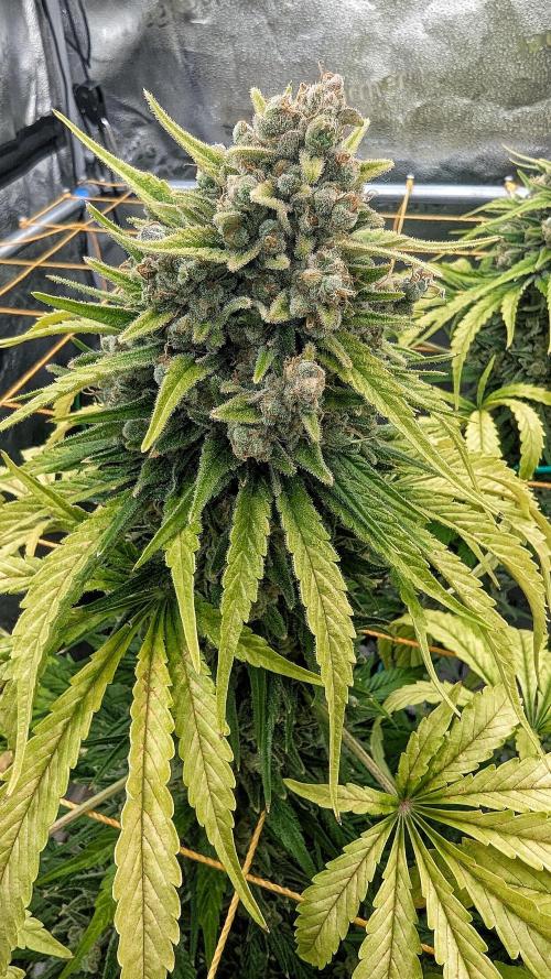 Growing God's Gift. Week 15