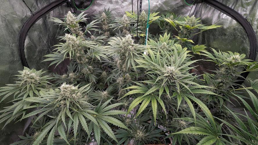 Growing Stardawg and Strawberry Cough. Week 9 - Stardawg on the left, Strawberry Cough on the right