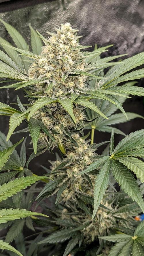 Growing Stardawg and Strawberry Cough. Week 9 - Stardawg 
