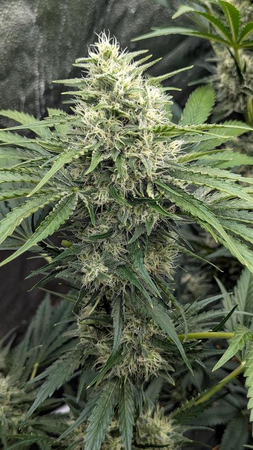 Growing Stardawg and Strawberry Cough. Week 9 - Stardawg