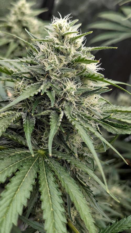 Growing Stardawg and Strawberry Cough. Week 9 - Stardawg