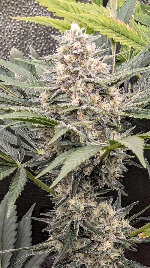 Growing Stardawg and Strawberry Cough. Week 9 - Stardawg 