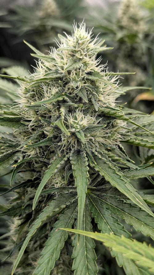 Growing Stardawg and Strawberry Cough. Week 9 - Stardawg