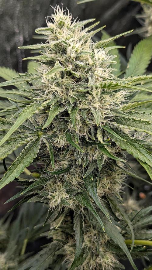 Growing Stardawg and Strawberry Cough. Week 9 - Stardawg