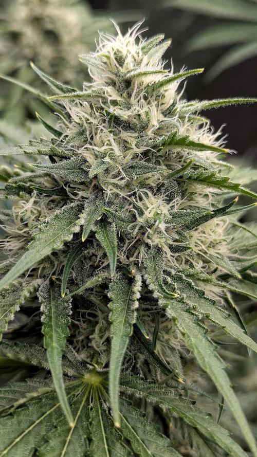 Growing Stardawg and Strawberry Cough. Week 9 - Stardawg