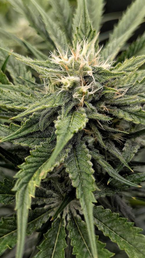 Growing Stardawg and Strawberry Cough. Week 9 - SC2