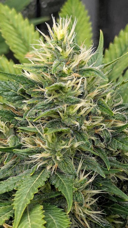 Growing Stardawg and Strawberry Cough. Week 9 - SC1