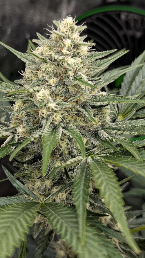 Growing Stardawg and Strawberry Cough. Week 9 - Stardawg 