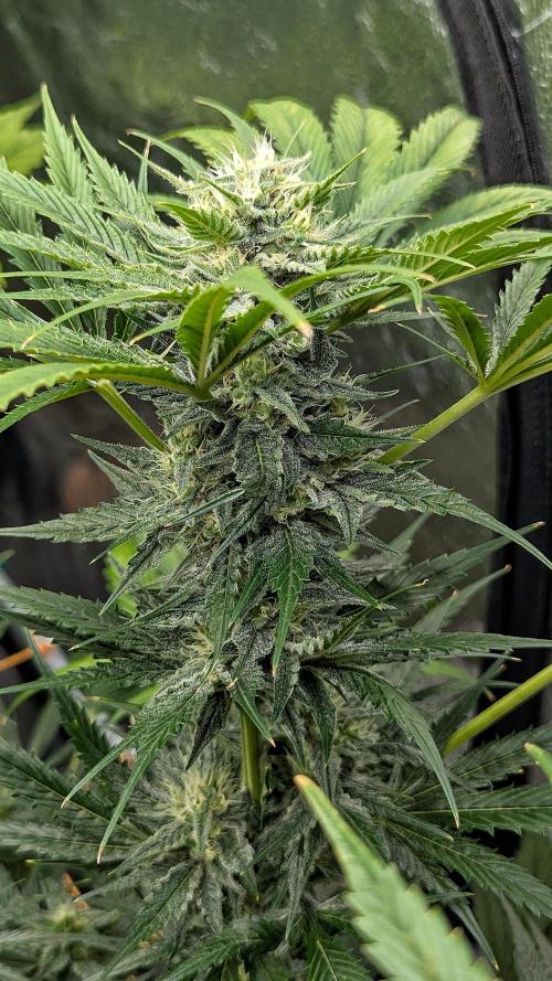 Growing Stardawg and Strawberry Cough. Week 9 - SC1
