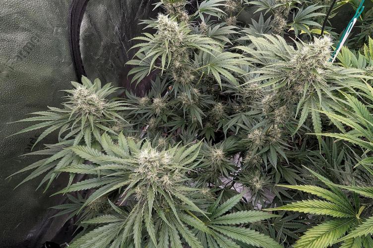 Growing Stardawg and Strawberry Cough. Week 9 - SD1