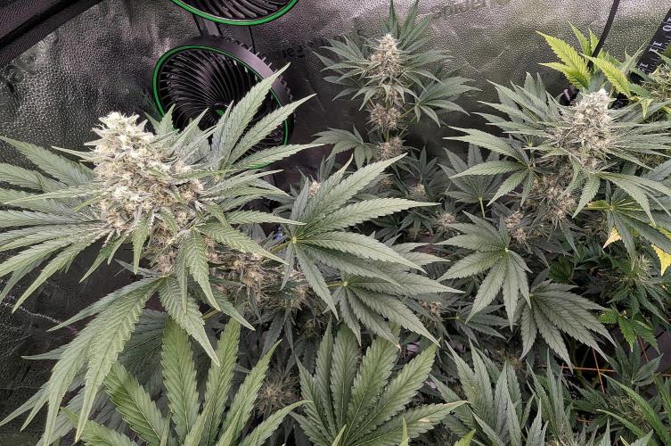 Growing Stardawg and Strawberry Cough. Week 9 - SD2 