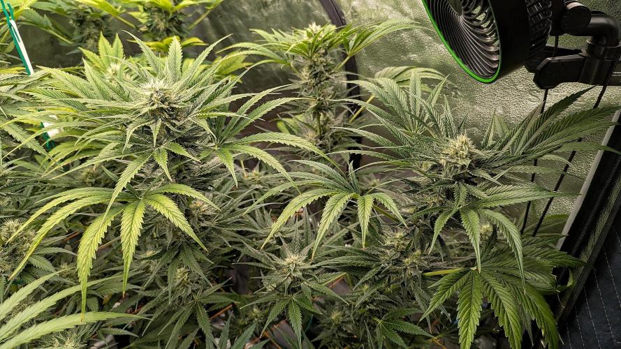 Growing Stardawg and Strawberry Cough. Week 9 - SC2