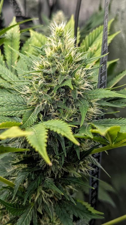 Growing Stardawg and Strawberry Cough. Week 9 - SC1