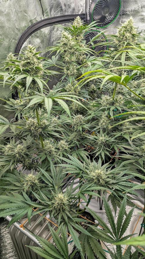 Growing Stardawg and Strawberry Cough. Week 9 - SD1 