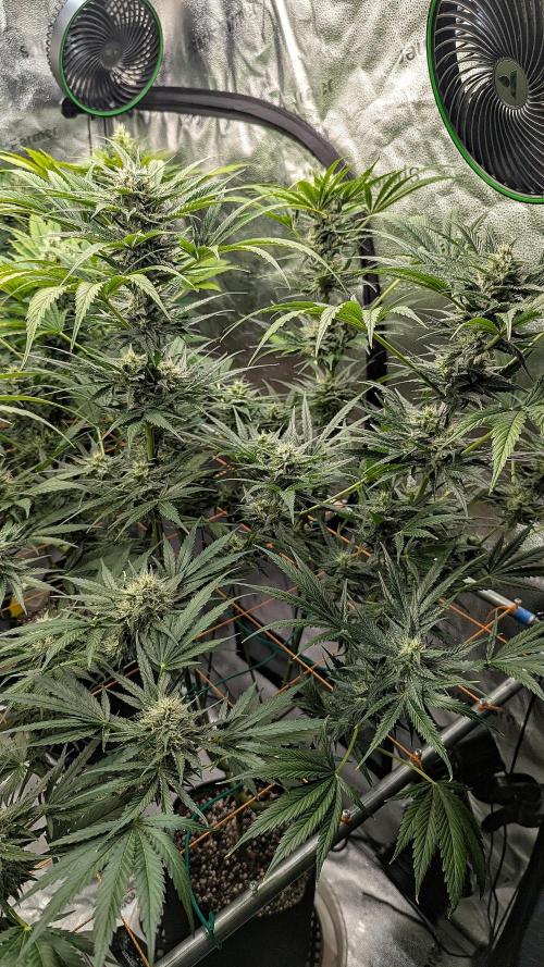 Growing Stardawg and Strawberry Cough. Week 9 - SC2