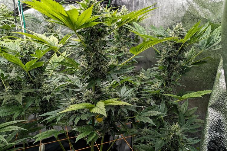 Growing Stardawg and Strawberry Cough. Week 9 - SC1