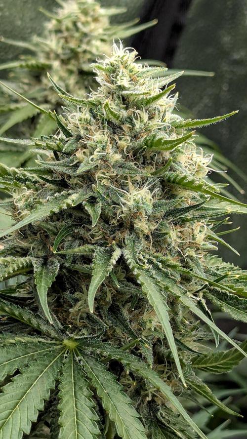 Growing Stardawg and Strawberry Cough. Week 10 - Stardawg 