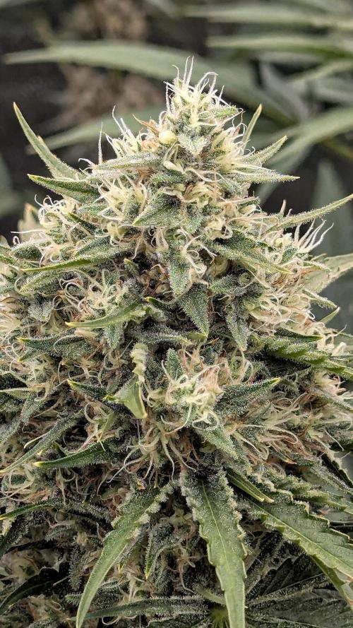 Growing Stardawg and Strawberry Cough. Week 10 - Stardawg 