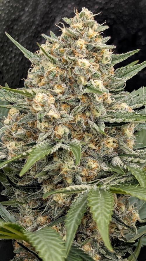 Growing Stardawg and Strawberry Cough. Week 10 - Stardawg 
