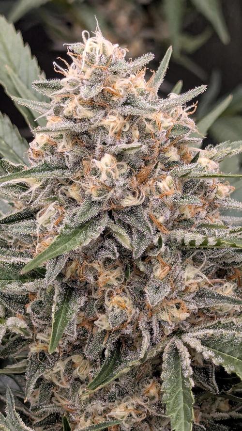 Growing Stardawg and Strawberry Cough. Week 10 - Stardawg 