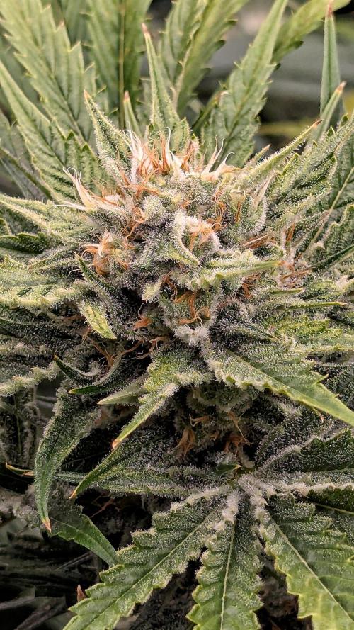 Growing Stardawg and Strawberry Cough. Week 10 - Strawberry Cough #2