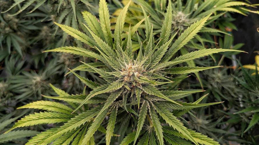 Growing Stardawg and Strawberry Cough. Week 10 - Strawberry Cough #2
