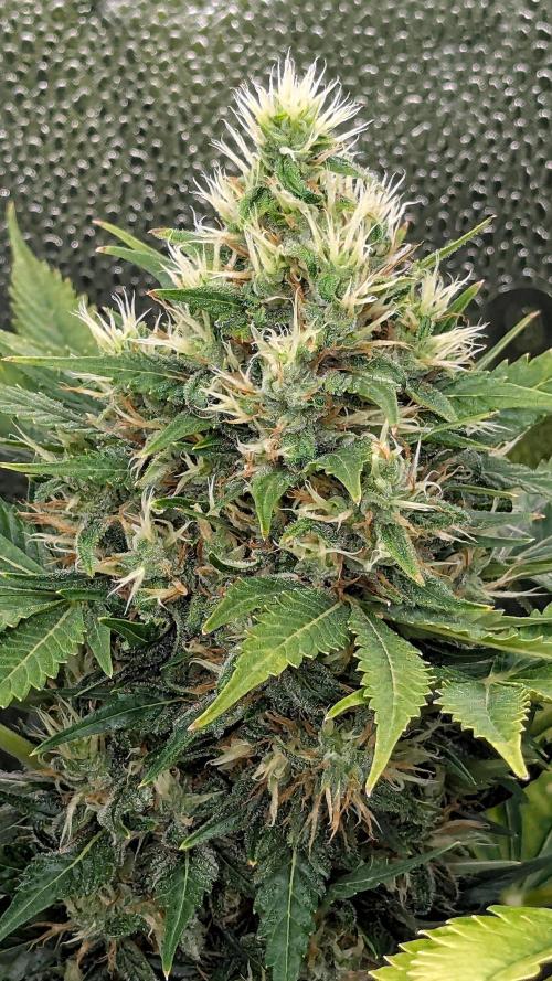 Growing Stardawg and Strawberry Cough. Week 10 - Strawberry Cough #1
