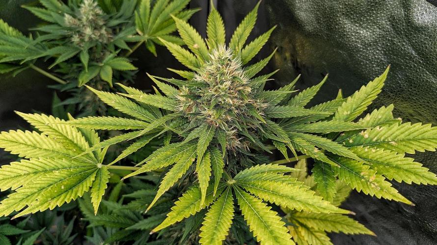 Growing Stardawg and Strawberry Cough. Week 10 - Strawberry Cough #1