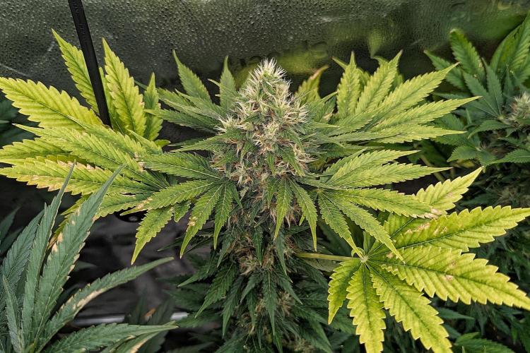 Growing Stardawg and Strawberry Cough. Week 10 - Strawberry Cough #1