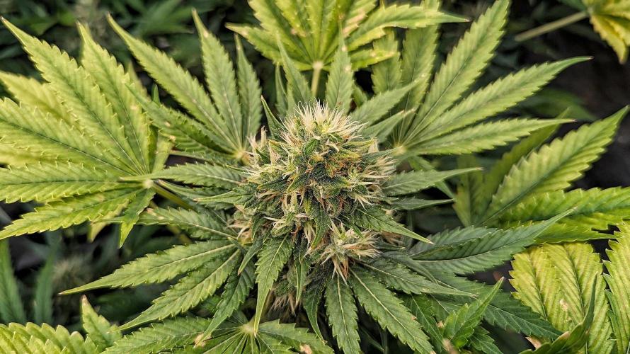 Growing Stardawg and Strawberry Cough. Week 10 - Strawberry Cough#1