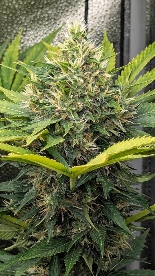 Growing Stardawg and Strawberry Cough. Week 10 - Strawberry Cough #1