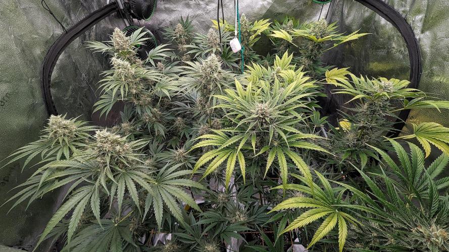 Growing Stardawg and Strawberry Cough. Week 10 - Stardawg (left), Strawberry Cough (right)